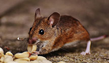 24 Hour & Emergency Exterminators in Griffithsville, WV
